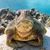 Helen L Nieves's profile image