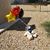 Amber Santee's profile image
