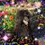 Asha Poodles's profile image