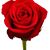David Steil's profile image