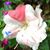Denise White's profile image