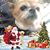 Kj Chafen's profile image