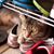 Rey Chen's profile image