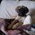 Dee Ambrose-Stahl's profile image