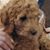Sue Richard's profile image