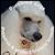 Sheryl Knight's profile image