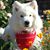 Clu Carradine's profile image