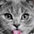 Somaya Al Sayed's profile image