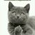 JoAnn Adams's profile image