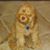 Sandy Cronn's profile image