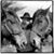 Shmuel Simenowitz's profile image