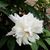 Rose Shurig's profile image