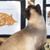 Darlene Withrow's profile image