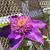 Ann Lemelin Schwenk's profile image