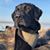 Rob Dellinger's profile image