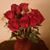 Monica Werner's profile image