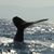 Lisa Smith's profile image