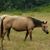 Shelia White Ray's profile image