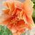 Constance Alexandra's profile image