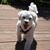 Angie Serrecchia Andrasek's profile image