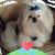Dhiren Chand's profile image