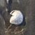 Susan Isenhower-Waldbauer's profile image