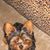 Sylki Hobbs's profile image