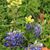 Sally Jasek's profile image