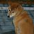 Marie Heim Muse's profile image