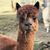 Sharron Rockenfelder's profile image