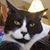 Cheryl Howe Goebel's profile image
