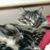 Debbie Benge's profile image