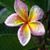 Elia Nolasco Fuentes's profile image