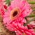 Amanda Tippett's profile image