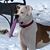 Henry Donna Simonis's profile image