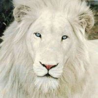 Sara Thomas's profile image