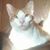Karen Margaret Kimmerle's profile image