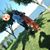 Constantin Dinca's profile image