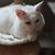 Jennifer McChesney Puckett's profile image