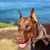 Angela Scalise Tarnowski's profile image