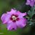 Sharon Marie Desso's profile image