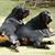 Andrea Robert's profile image