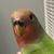 Lara Rezende's profile image