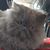 Mis Jones's profile image