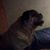 Merrie Shan Taylor's profile image