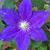 Julia Davis's profile image