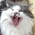 Merrilee Brakey's profile image