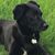 George Strippoli's profile image