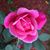 Susan Saltamartini's profile image