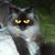 Teri Netzer's profile image